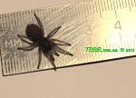 Monocentropus balfouri L2 01 001 TM