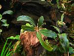 Bucephalandra sp. S11 Melawi, West Kalimantan