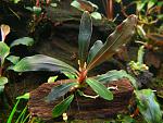Bucephalandra sp. Dark velvet