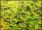 Pelvicachromis pulcher RED 