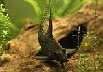 sinodontis 1