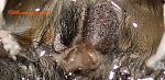 Avicularia geroldi spermateca TM