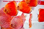 DSC0730