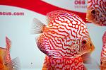 DSC0750