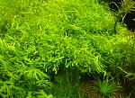 Utricularia graminifolia