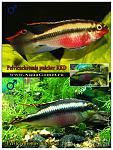 Pelvicachromis pulcher RED (  ) 
