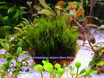Amblystegium serpens (Nano Moss)