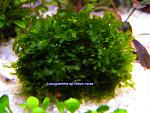 Loxogramme s.Wave moss