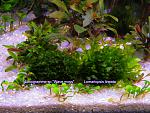 Loxogramme s.Wave moss