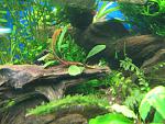Bucephalandra sp. Narcissus 2