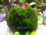 Fissidens sp. Mini