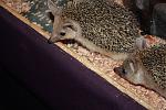 IMG 6237