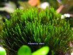 Fissidens sp. Mini