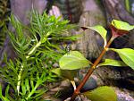 Hottonia palustris  Ludwigia palustris