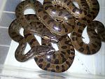 Eunectes murinus