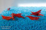 Neocaridina Red Sakura