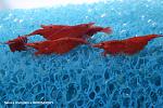Neocaridina Red Sakura
