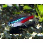 ���� �������