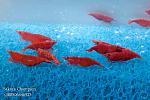 Neocaridina Red Sakura