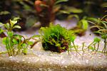 Fissidens nobilis