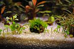 Fissidens nobilis