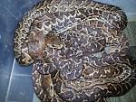 Epicrates angulifer
