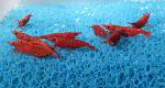 Neocaridina Red Sakura