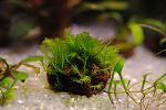 Fissidens nobilis