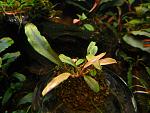 Bucephalandra sp  Black Centipede 31.03.13 