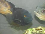 IMG 0034