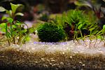 Fissidens Splachnobryoides