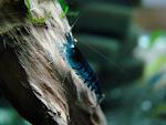 Blue tiger shrimp