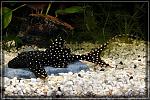 Acanthicus adonis L 155 pl 350GR
