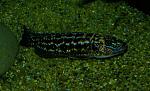 Lepidiolamprologus kendalli