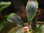 Bucephalandra sp. Lanjak Entimau 31.03.13 