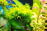 Weeping Moss