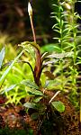 Bucephalandra sp. Melawi