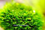 Fissidens Splachnobryoides