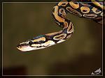   (Python regius)  300ppi