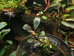 Bucephalandra sp. Lanjak Entimau 31.03.13
