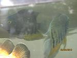 IMG 0035