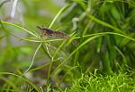   Neocaridina Heteropoda Wild Type )