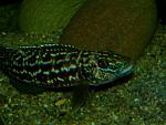 Lepidiolamprologus kendalli