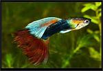 images (97)