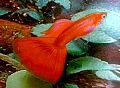 getImage (11)