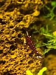 Caridina dennerli