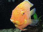 IMG 4599 