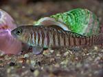 Neolamprologus Signatus.