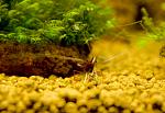 Caridina dennerli