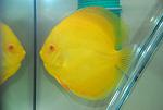 prodam akvariumnye rybki diskusy diskus cihlidy  cf07 1327590197711715 1 big
